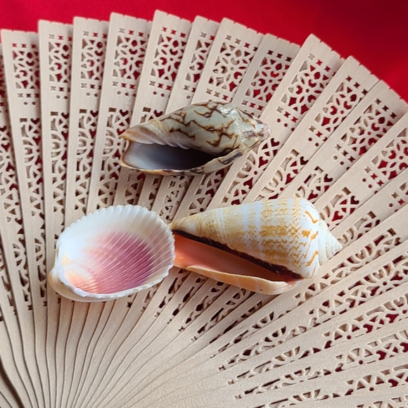 Vintage Other - Three unique seashells